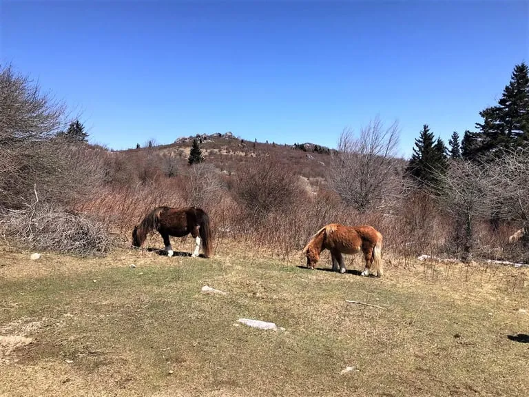 Wild ponies grazing in the open highlands near Grayson Highlands